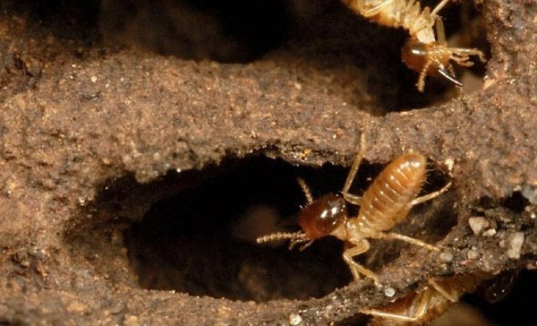 January – Check your Termite Treatment!