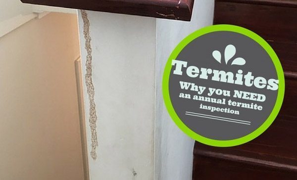 Perth Termite Inspections – Why you need one!
