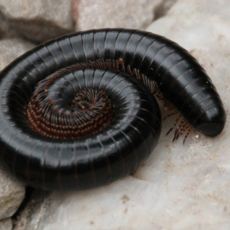 Rainfall in Perth can lead to Millipedes coming out in force!