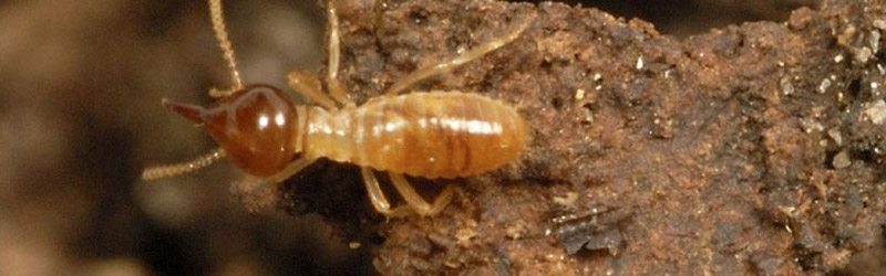 If Termites are left alone in your Perth home they can do a huge amount of damage.