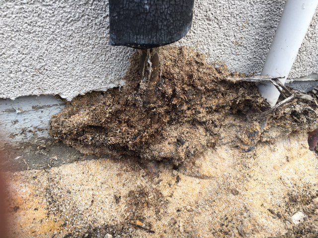 Termite activity at the edge of a property slab in Perth