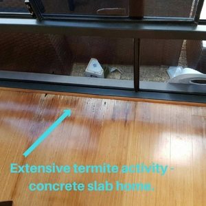 Termites in flooring | Envirapest | White Ants