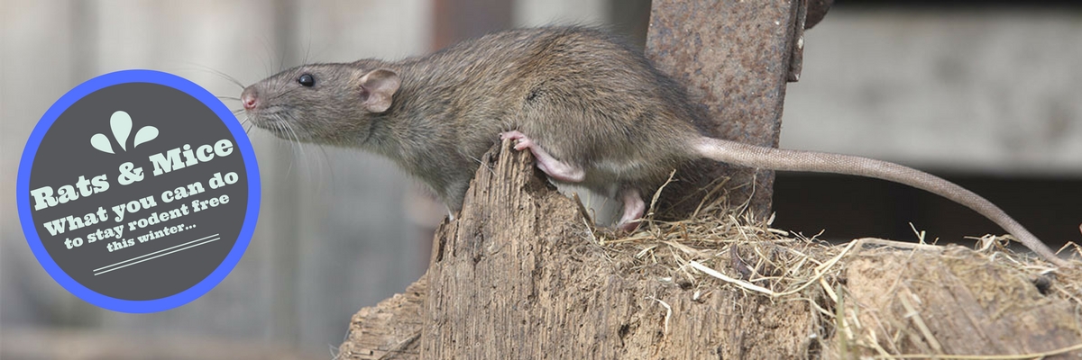How to get rid of mice and rats | Envirapest