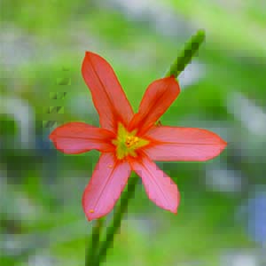 Cape Tulip | Toxic Weeds For Horses | Envirapest